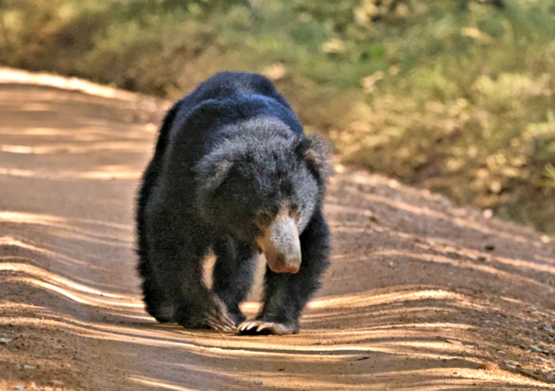 Sri Lankan Sloth Bear, Wilpattu National Park, Sri Lanka