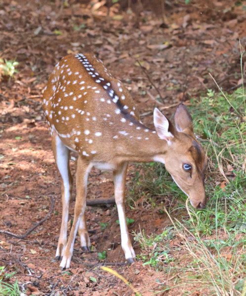 Sri Lankan Axis Deer, Wilpattu National Park, Sri Lanka