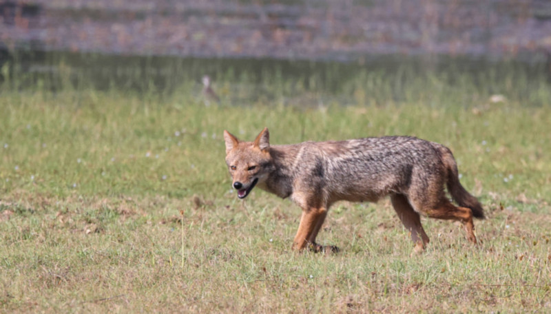 Sri Lankan Jackal, Wilpattu National Park, Sri Lanka