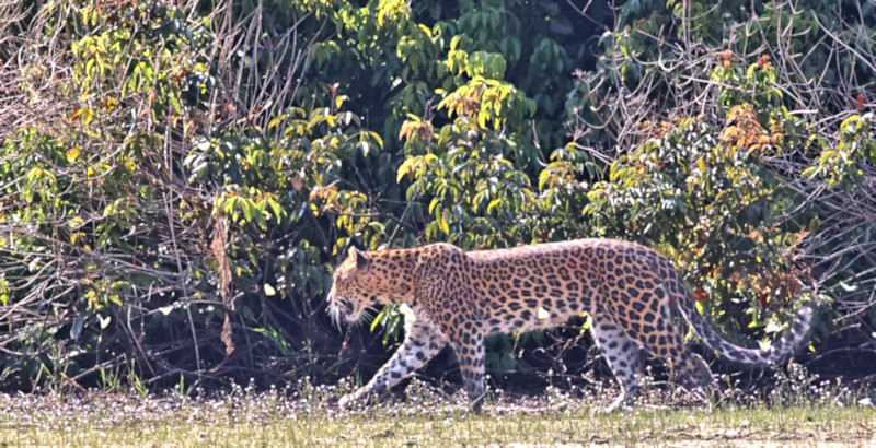 Sri Lankan Leopard, Wilpattu National Park, Sri Lanka