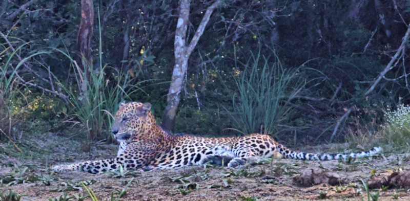 Sri Lankan Leopard, Wilpattu National Park, Sri Lanka