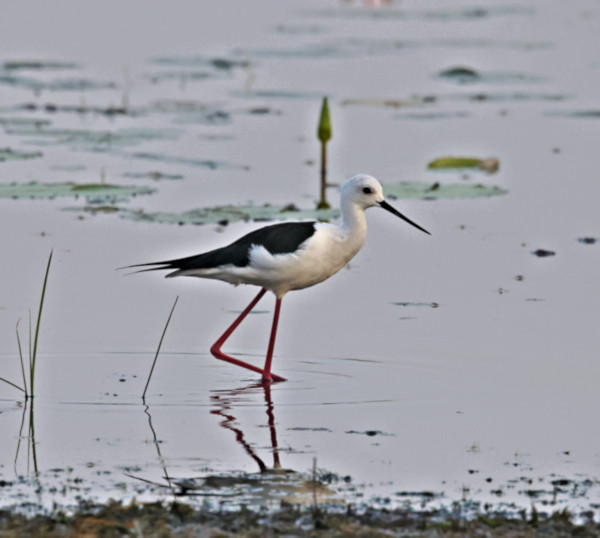 Stilt, Wilpattu National Park, Sri Lanka