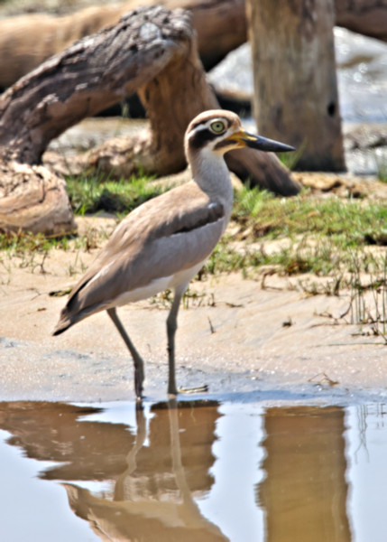 Thick-knee, Wilpattu National Park, Sri Lanka