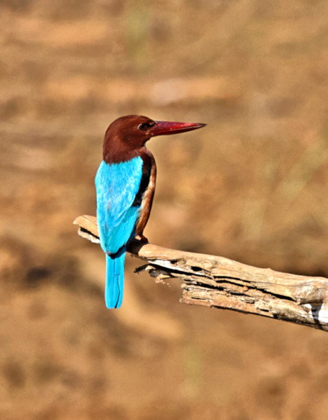 White-throated Kingfisher, Wilpattu National Park, Sri Lanka