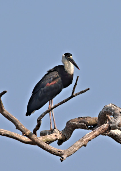 Asian Woolyneck Stork, Wilpattu National Park, Sri Lanka