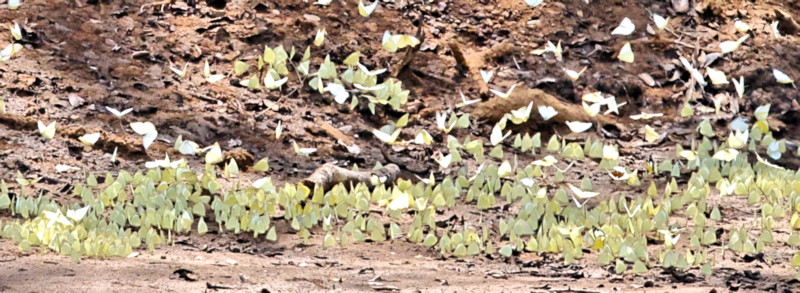 White Butterflies, Wilpattu National Park, Sri Lanka