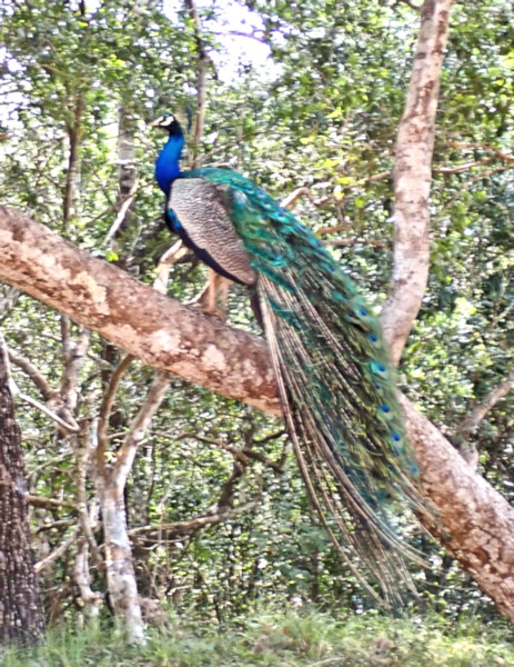 Peafowl, Wilpattu National Park, Sri Lanka