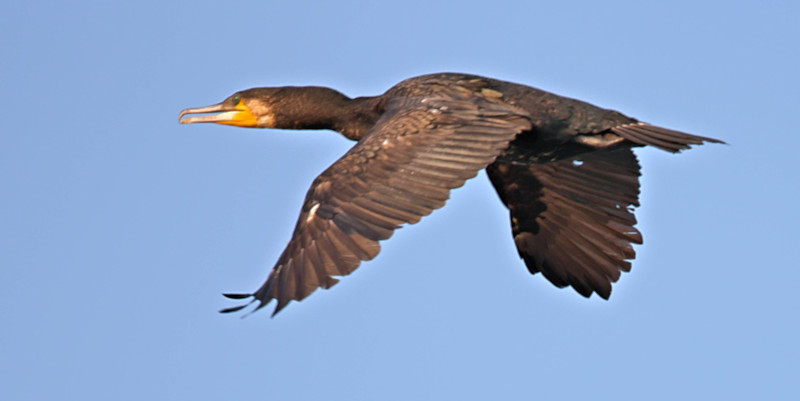 Great Cormorant, Gal Oya, Sri Lanka