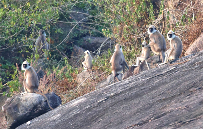 Grey Langur, Gal Oya, Sri Lanka