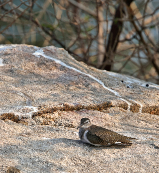 Little Pratincole, Gal Oya, Sri Lanka