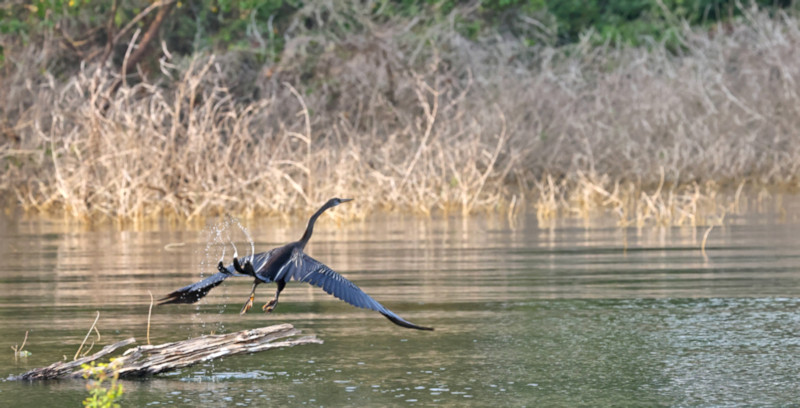 Oriental Snake-bird Ahinga, Gal Oya, Sri Lanka