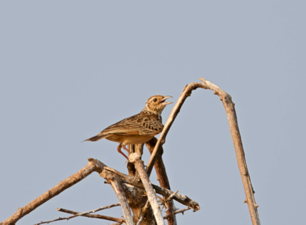 Paddyfield Pipit, Gal Oya, Sri Lanka