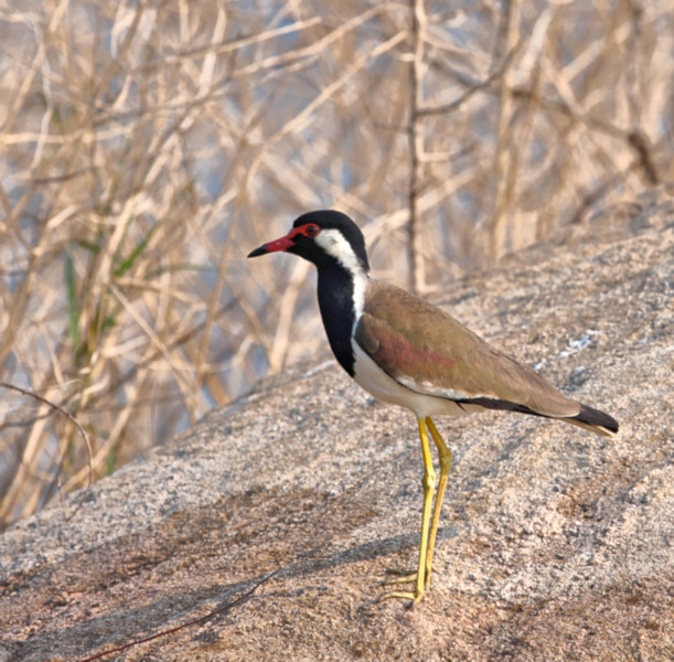 Red-wattled Lapwing, Gal Oya, Sri Lanka