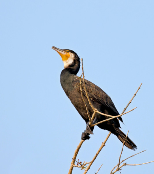 Great Cormorant, Gal Oya, Sri Lanka