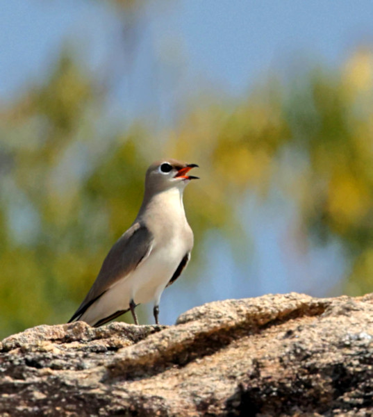 Oriental Pratincole, Gal Oya, Sri Lanka