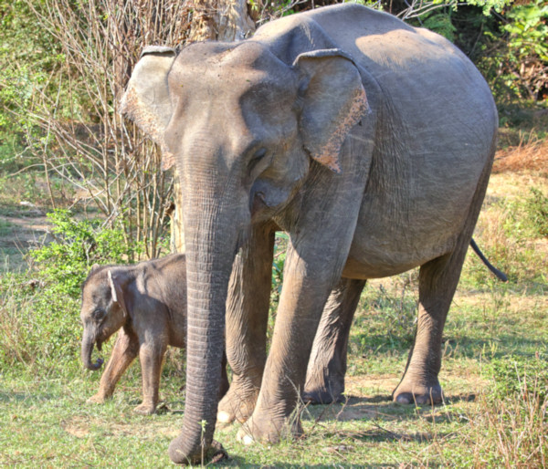 Asian Elephant, Yala National Park, Sri Lanka