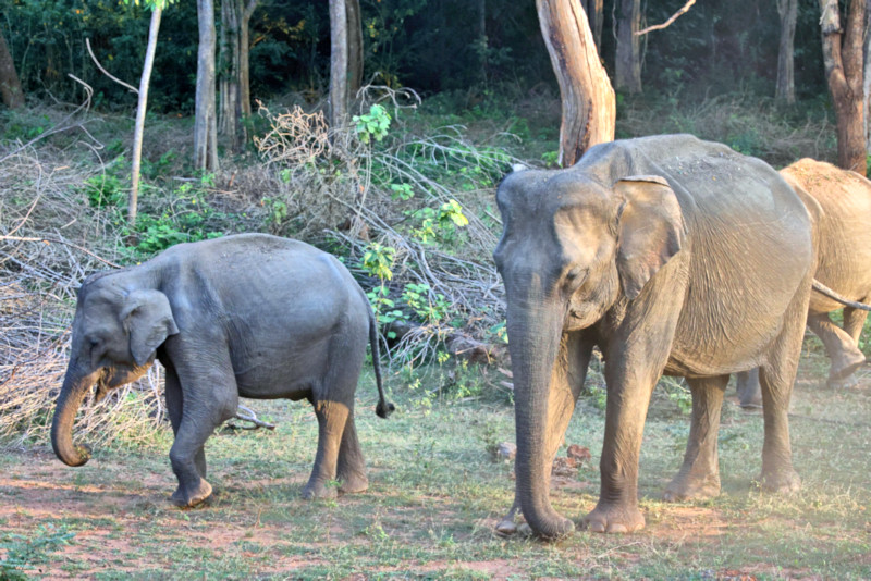 Asian Elephant, Yala National Park, Sri Lanka