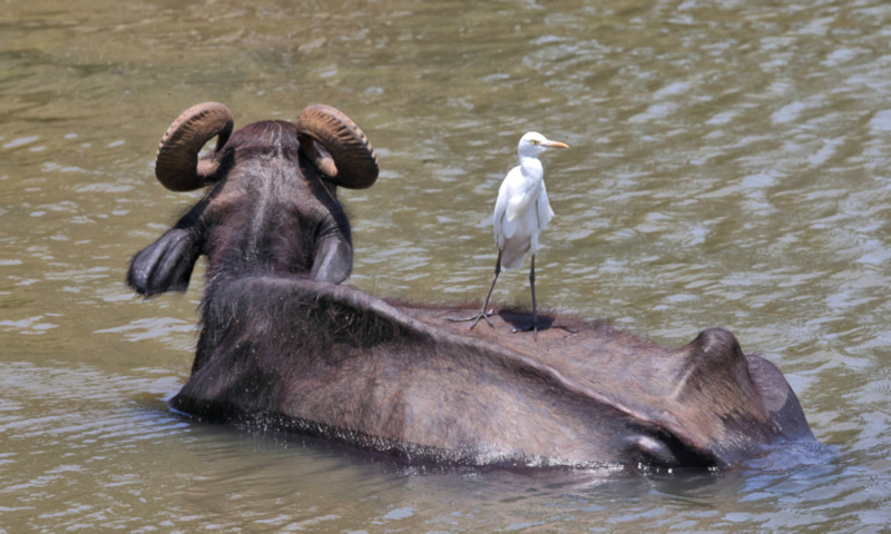 Asian Water Buffalo, Yala National Park, Sri Lanka