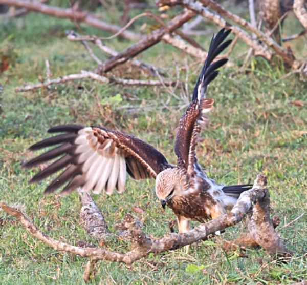 Black Kite, Yala National Park, Sri Lanka