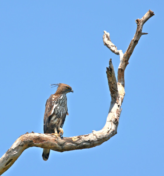 Changeable Hawk, Yala National Park, Sri Lanka