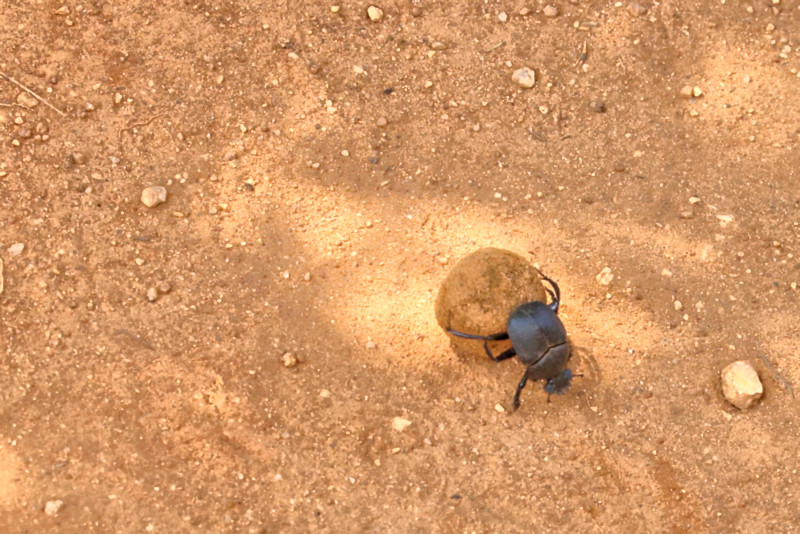 Dung Beetle, Yala National Park, Sri Lanka