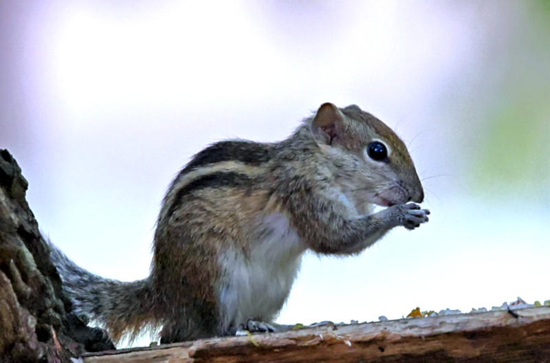 Dusky Striped (Palm) Squirrel, Yala National Park, Sri Lanka