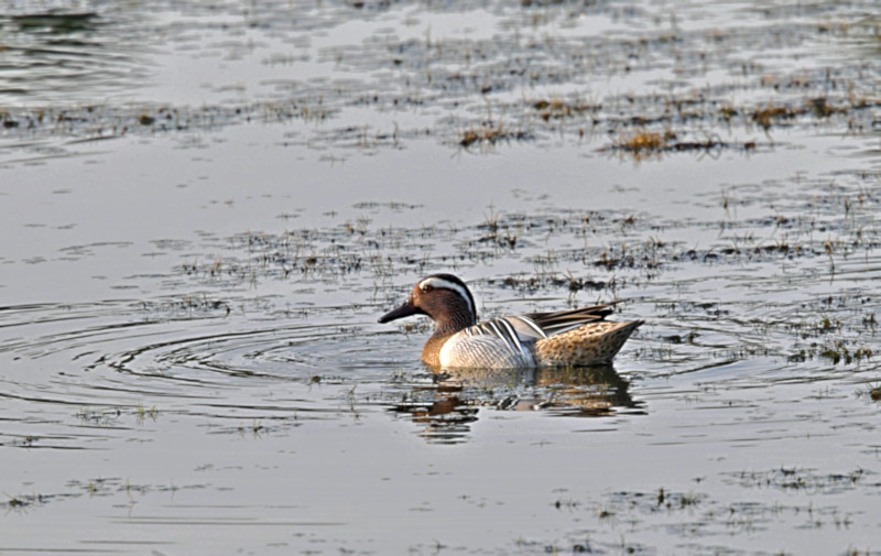 Garganey, Yala National Park, Sri Lanka