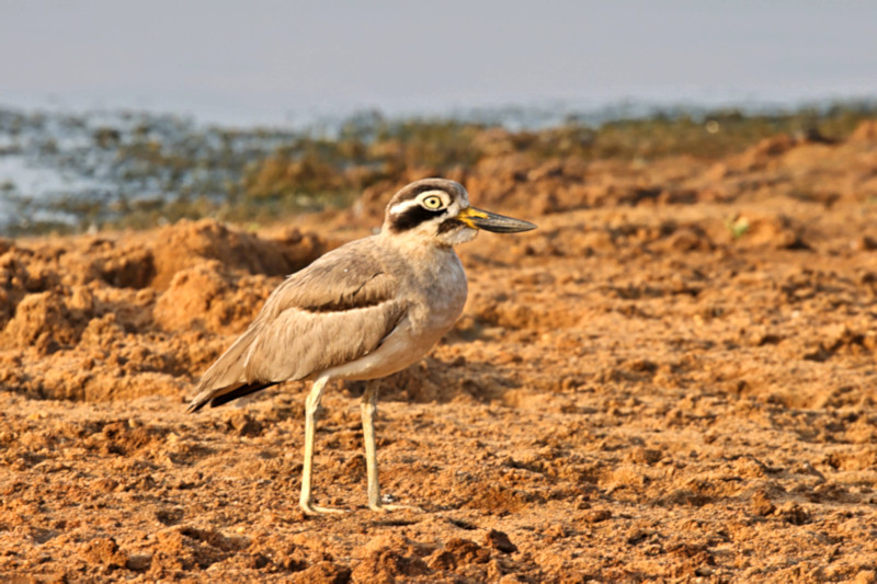 Great Thick-knee, Yala National Park, Sri Lanka