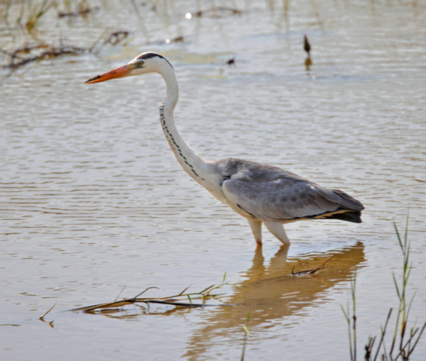 Grey Heron, Yala National Park, Sri Lanka