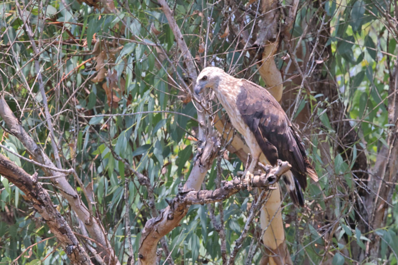 Grey-headed Fish Eagle, Yala National Park, Sri Lanka