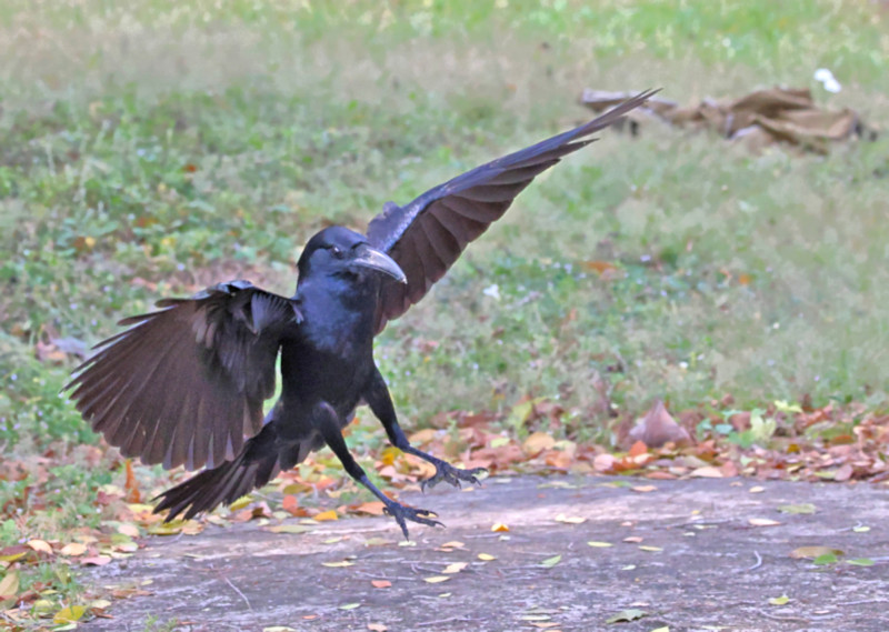 Indian Jungle Crow, Yala National Park, Sri Lanka