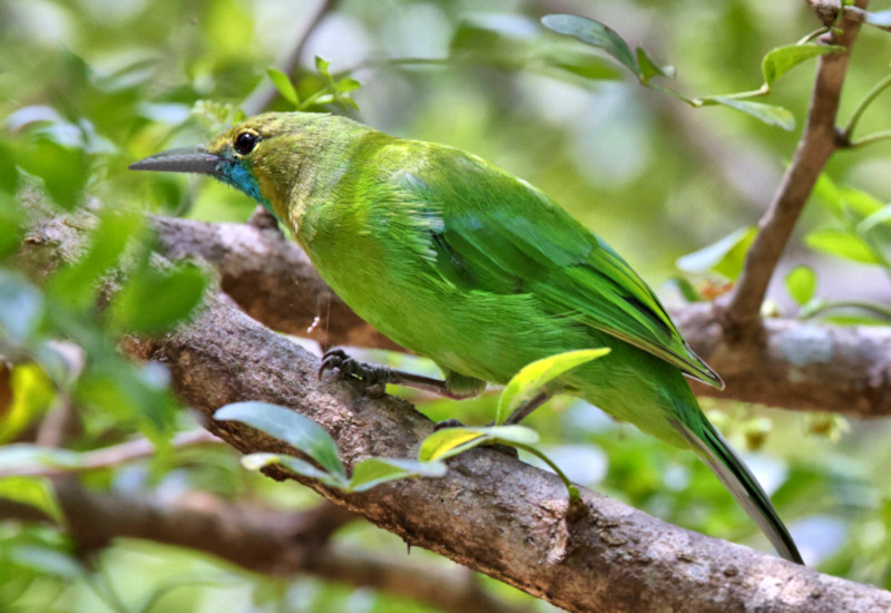 Jerdon's Leafbird, Yala National Park, Sri Lanka