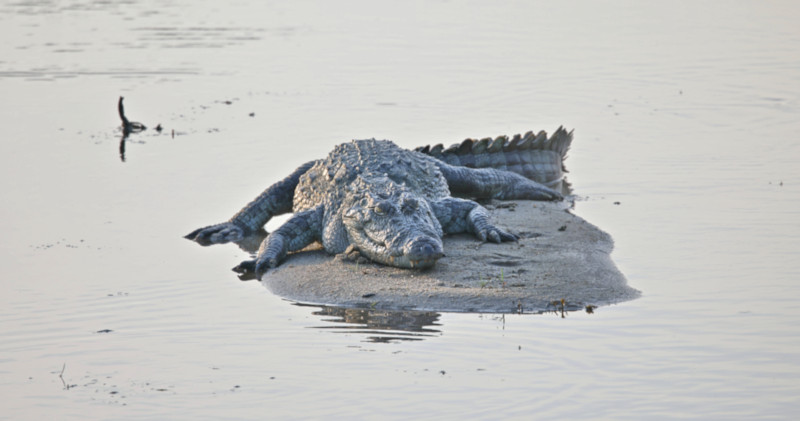 Mugger Crocodile, Yala National Park, Sri Lanka