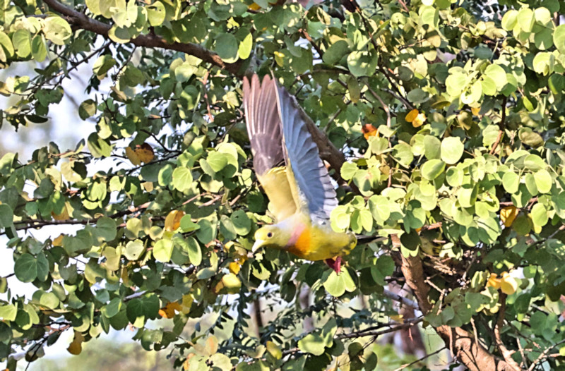 Orange-breasted Green Pigeon, Yala National Park, Sri Lanka