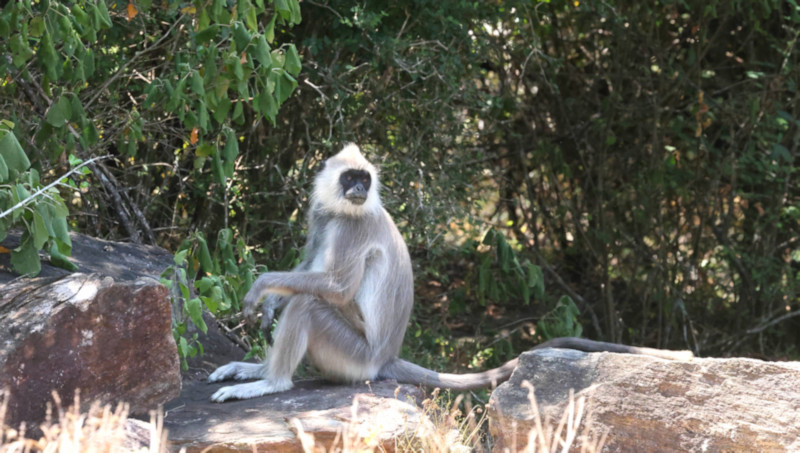 Purple-faced Langur, Yala National Park, Sri Lanka