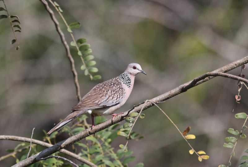 Spotted Dove, Yala National Park, Sri Lanka