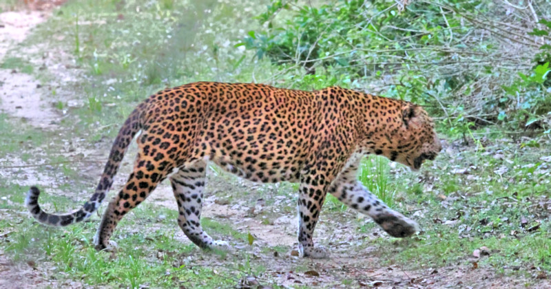 Sri Lankan Leopard, Yala National Park, Sri Lanka