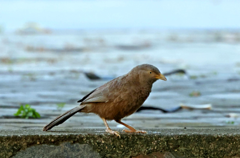 Yellow-billed Babbler, Yala National Park, Sri Lanka