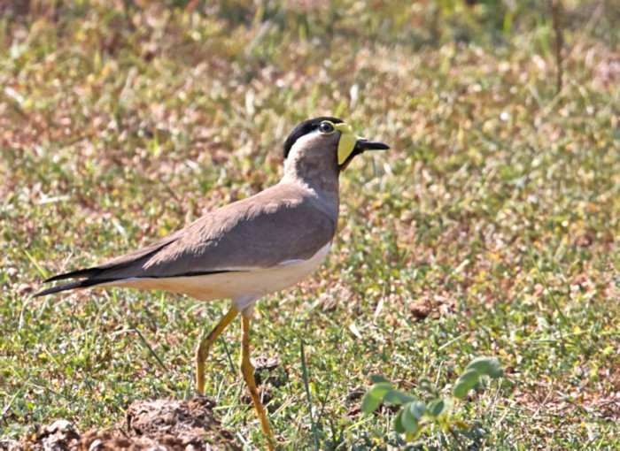 Yellow-wattled Lapwing, Yala National Park, Sri Lanka