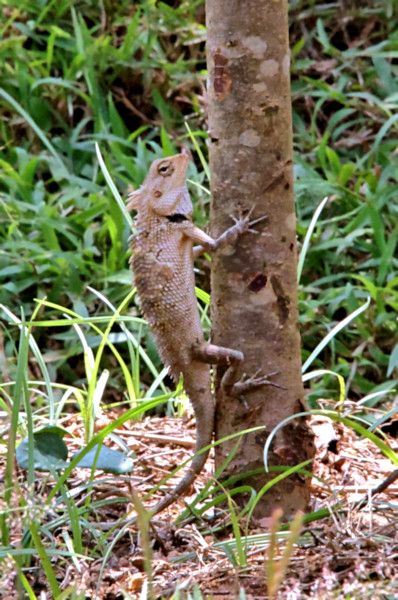 Manamendra-Arachchi's whistling lizard, Gal Oya, Sri Lanka