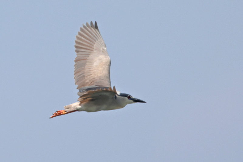 Black-crowned Night Heron, Gal Oya, Sri Lanka