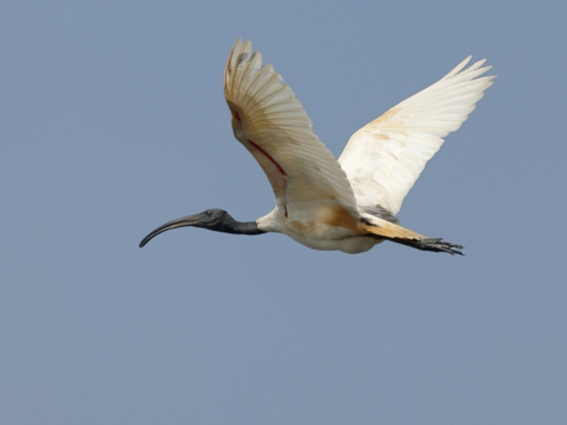 Black-headed Ibis, Gal Oya, Sri Lanka