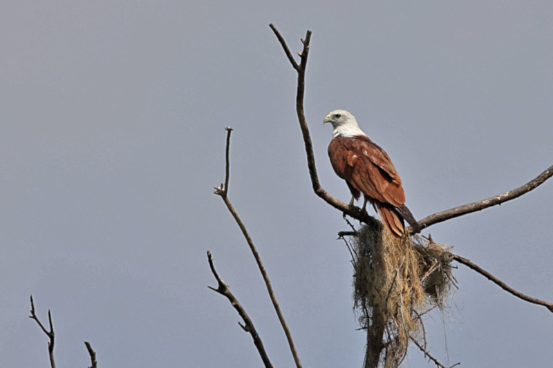 Brahminy Kite, Gal Oya, Sri Lanka