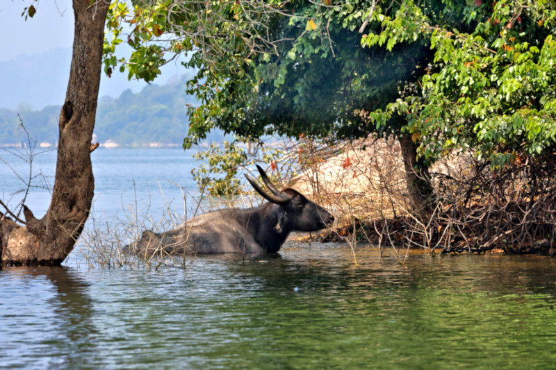 Buffalo, Gal Oya, Sri Lanka