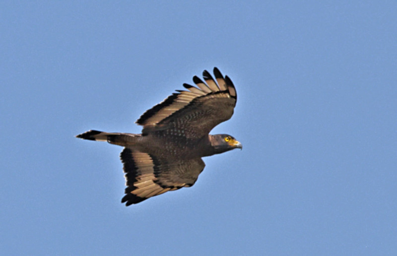 Crested Serpent Eagle, Gal Oya, Sri Lanka