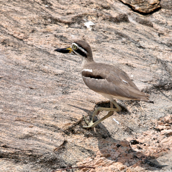 Great Thick-knee, Gal Oya, Sri Lanka