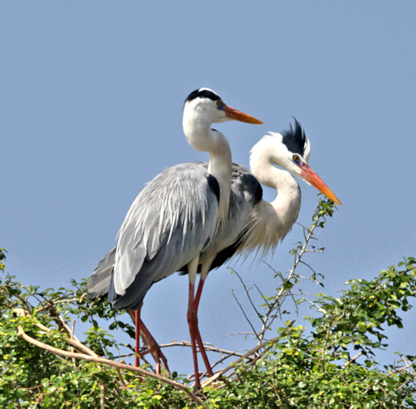 Grey Heron, Gal Oya, Sri Lanka