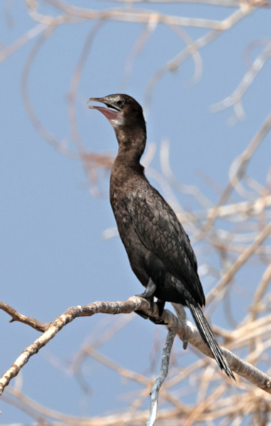 Little Cormorant, Gal Oya, Sri Lanka