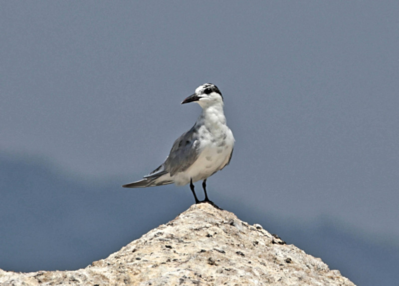 Little Tern, Gal Oya, Sri Lanka