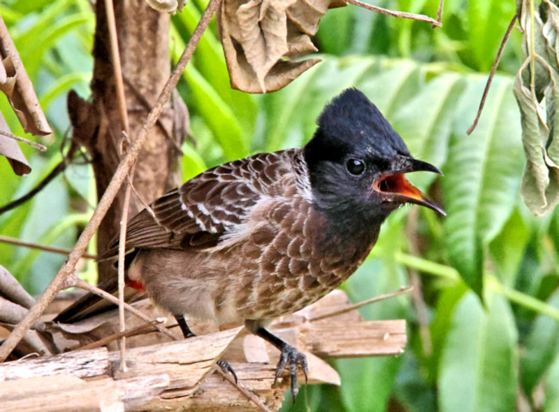 Red-vented Bulbul, Gal Oya, Sri Lanka